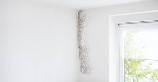 Best Residential Mold Inspection & Testing  in Salida, CA