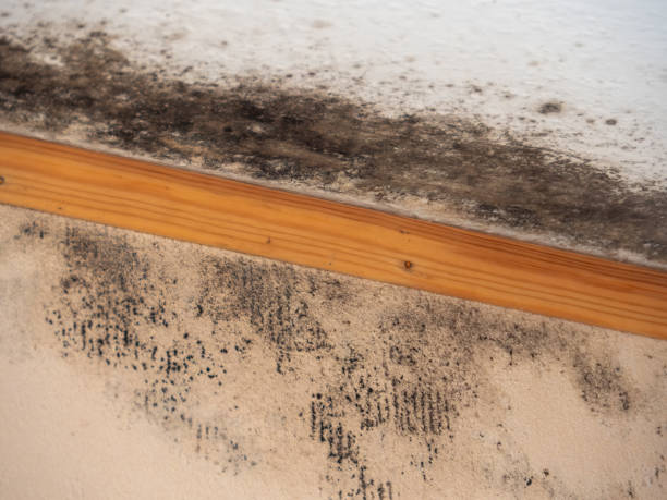 Best Industrial Mold Remediation  in Salida, CA