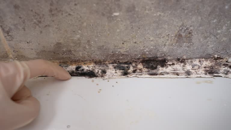  Salida, CA Mold Removal Pros
